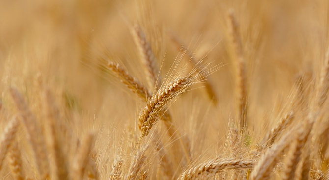 Дългоочакваният голям дъжд в Добричкия регион върна надеждата на зърнопроизводителите за добра реколта