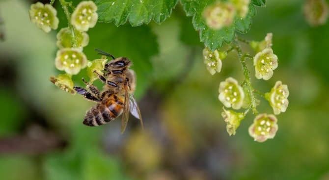 Пчелари искат отнемане на субсидията на земеделци заради непозволени пестициди