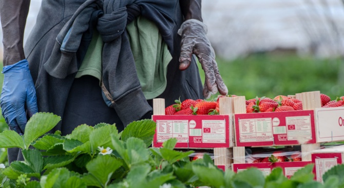 Италия временно узакони престоя на незаконните работници в земеделието и домашната помощ 