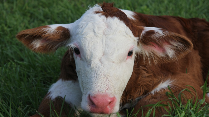 В три кравеферми и една овцеферма в Габровска област има заразени с ку-треска хора и животни