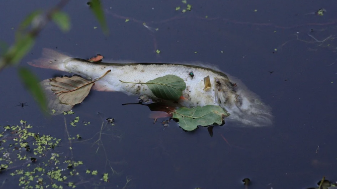 Експерти извършиха проверка на сигнал за умряла риба във Варненско езеро 