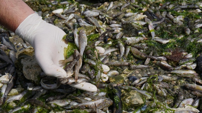Експерти провериха сигнал за умряла риба във Варненско езеро