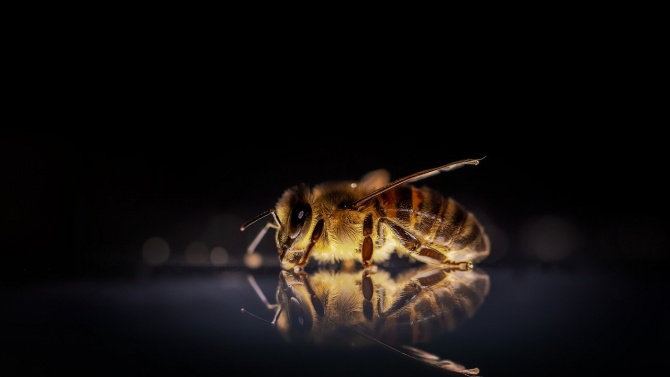 Масов мор на пчелите в Тервелско 