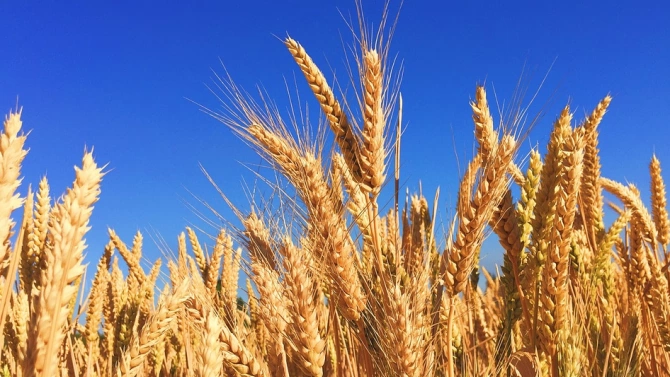 Продукцията от пшеница на Румъния се очаква да спадне съществено