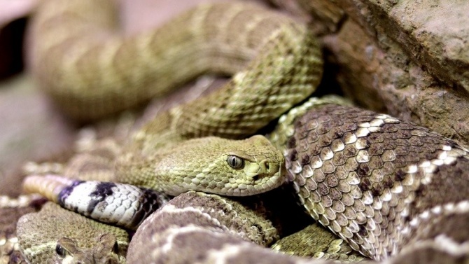 Мъж използва две отровни змии, за да убие жена си