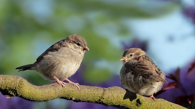 Орнитолог: Намаляването на врабчетата подсказва влошена жизнена среда