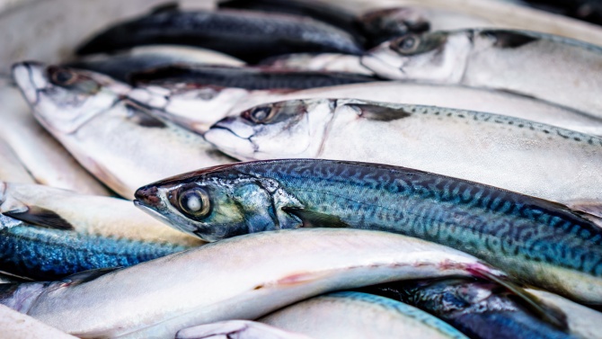 Откриха защо измря рибата във Варненското езеро