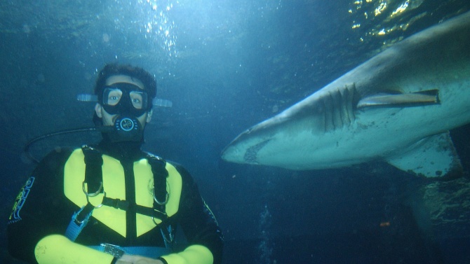 Заснеха акула и човек на метри един от друг
