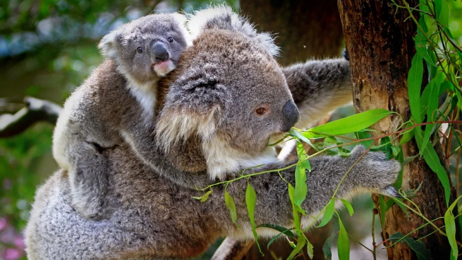 Коала се роди в австралийски зоопарк за пръв път след пожарите 