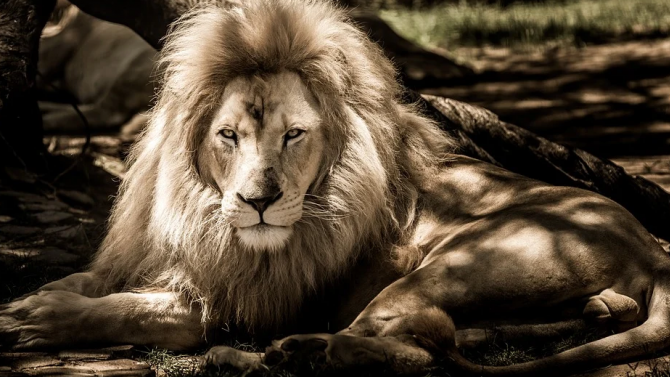 Лъвове нападнаха гледачката си в австралийска зоологическа градина