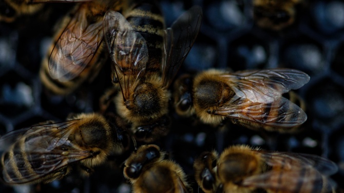 Пчеларите в Плевен три последователни дни трябва да опазват пчелите от отравяне