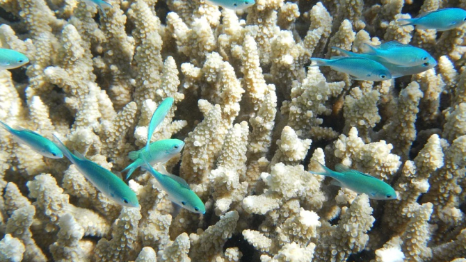 Коралите в Големия бариерен риф се избелиха 