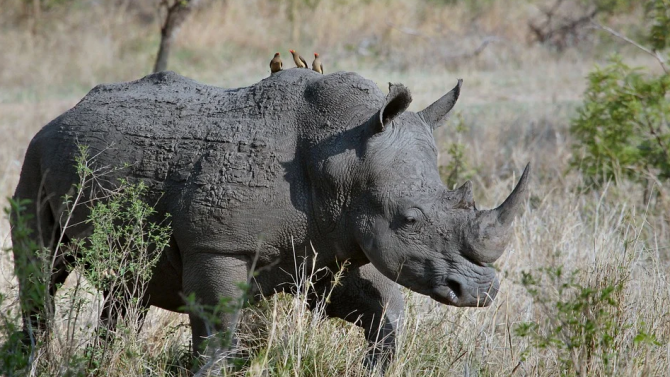 В РЮА отрязаха роговете на много носорози, за да ги предпазят от бракониери 