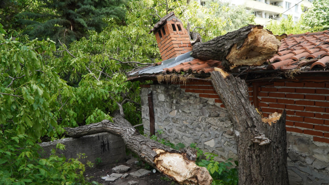 Бурен вятър събори дърво до детска площадка в Хасково