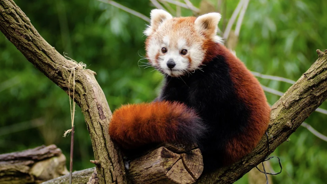 Закачиха GPS на червени панди в Непал в изследователски проект