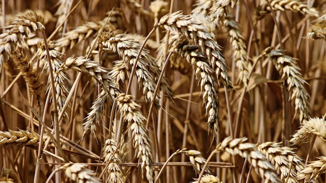 Суша, лош избор на сортове и 40% по-ниски добиви от пшеница в Добружда