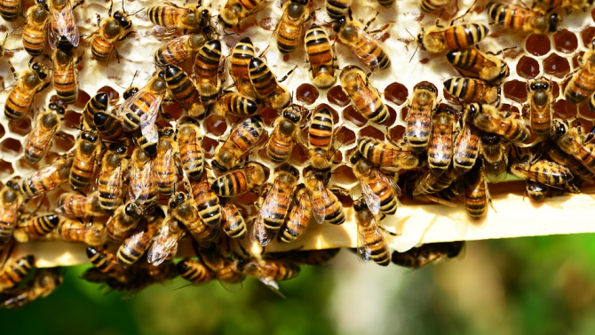 Пчели убиха 32-годишна жена