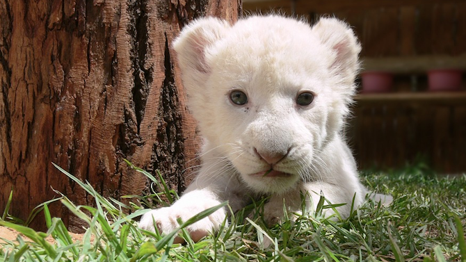 Бяло лъвче се роди в зоопарк в Испания