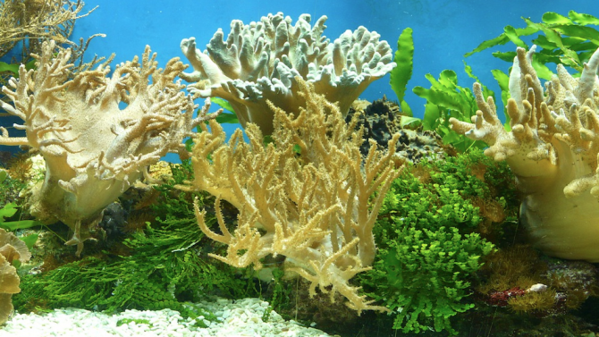 Детска ясла за корали помага на Куба да съхрани рифовете си 