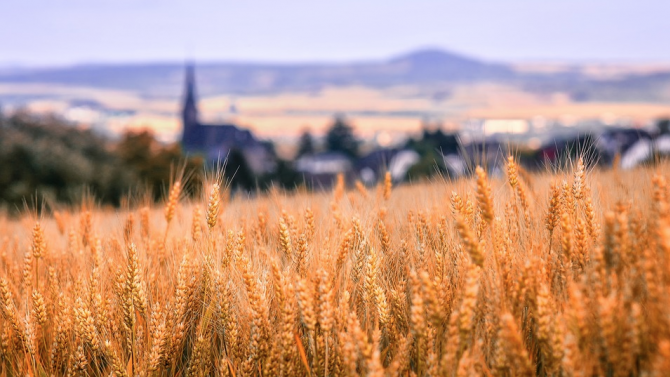 В Силистренско очакват между 420 и 450 килограма пшеница от декар