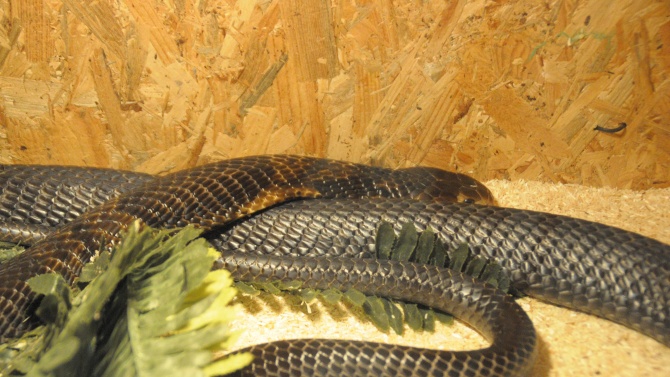 Отваря врати изложба на змии в "Морско казино“ в Бургас