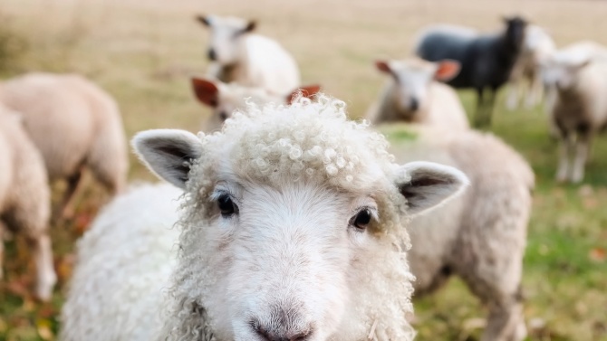Защо фермите за овце и кози остават извън закона за регистрация?