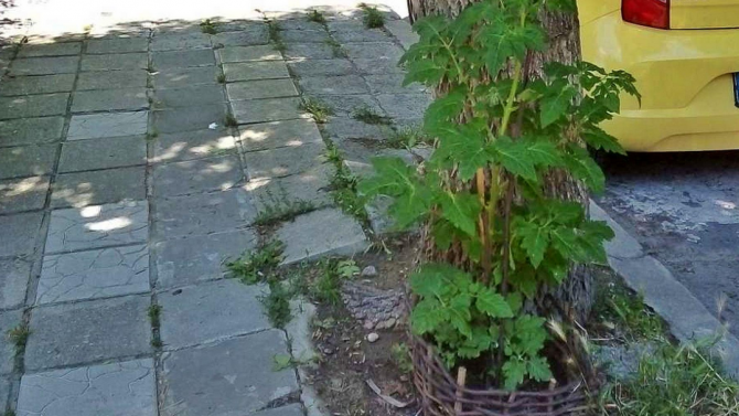 Варненец си засади домати на улицата