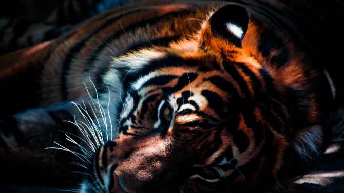 Рядко срещан тигър бе намерен отровен на остров Суматра