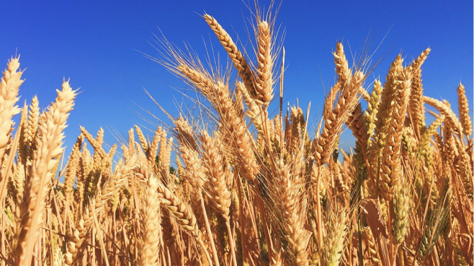 Започна жътвата на пшеница в Лудогорието