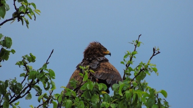Нови гнезда на малък креслив орел откриха в Източна България при мониторинг на разпространението на вида