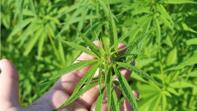 Разкриха оранжерия за марихуана в местност край Кюстендил 