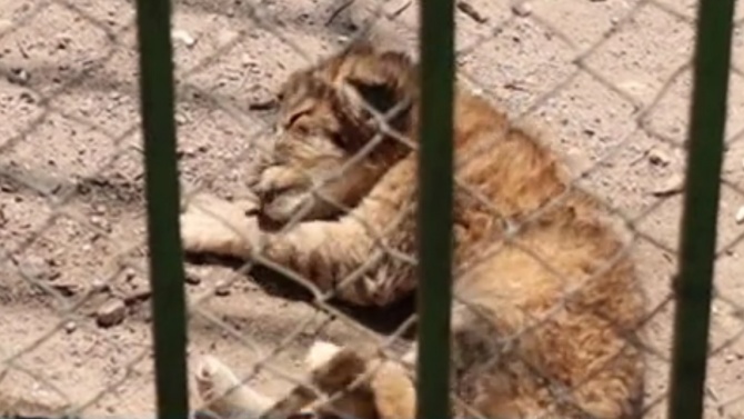 Ще оцелеят ли двете новородени лъвчета в зоопарка в Благоевград?