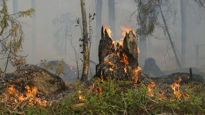 Гасят с изкуствен дъжд пожарите, бушуващи в Красноярската тайга в Сибир