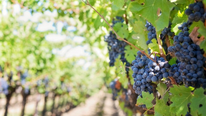 От 21 юли започват плащанията за застраховане на реколтата от винено грозде
