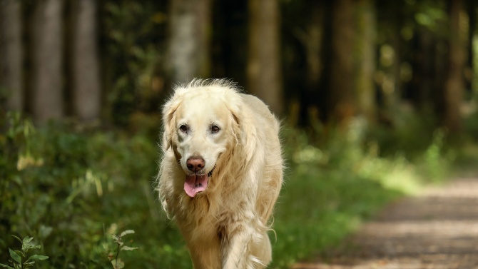 Специално обучени кучета откриват болни от COVID-19
