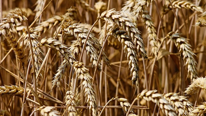 Добивът на пшеница в Русенско е с 25 процента по-нисък от миналогодишния