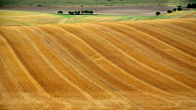 Жътвата на пшеницата в Добричка област завърши с реколта от 216 000 тона