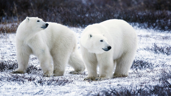 Белите мечки може да изчезнат до края на века заради климатичните промени
