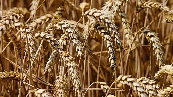 Добивите от пшеница в Монтанско са по-добри от миналогодишните