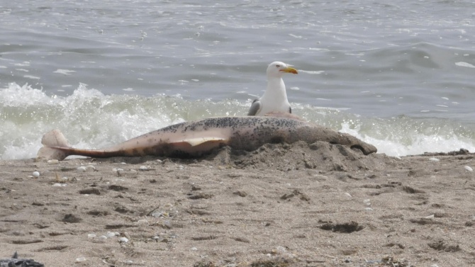 Морето изхвърли мъртъв делфин край Шкорпиловци