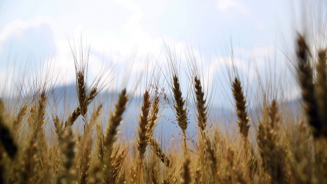 Защо добивите от зърно са по-ниски и може ли това да се отрази на цената на хляба?
