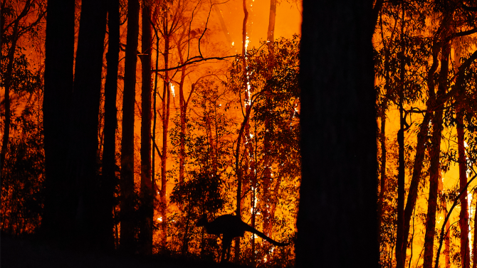Почти три милиарда животни са били засегнати от пожарите в Австралия