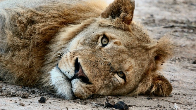 Разградският лъв Масуд бе евтаназиран в Нидерландия