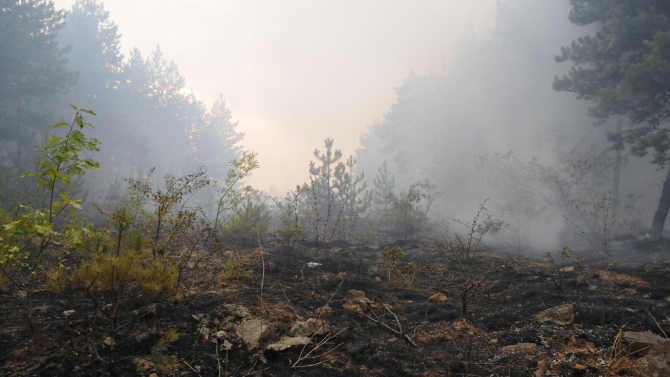 Два големи горски пожара бушуват в Хасковско