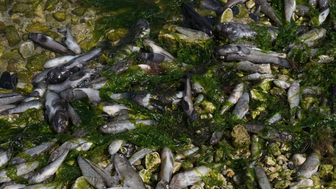 Мъртва риба в река Осъм край ловешкото село Александрово