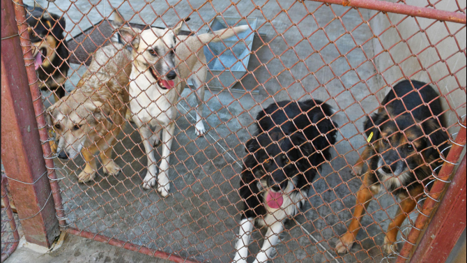 637 кучета от общинските приюти в София са осиновени от началото на годината