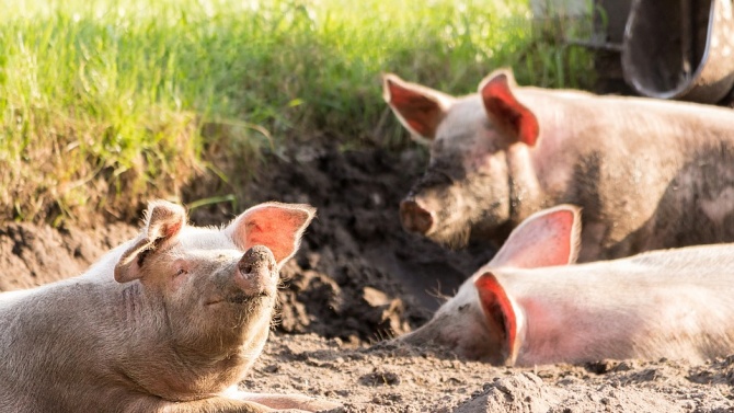 БАБХ констатира огнище на Африканска чума по свинете във Варненско 