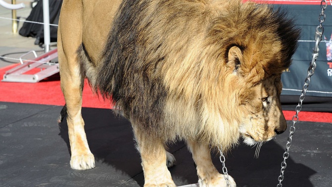 Нова мода по време на пандемия: Партита с тигри и лъвове по хълмовете на Холивуд 