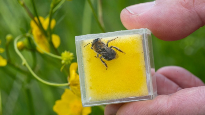 Животновъдите и пчеларите вече могат да кандидатстват по de minimis 