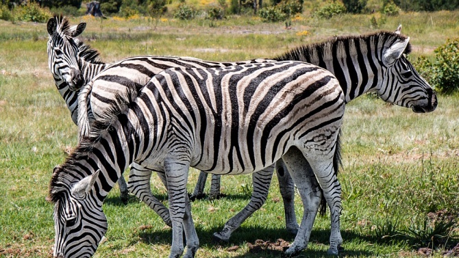 Софийският зоопарк получи стадо зебри 